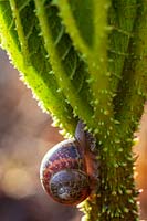 Escargot grimpant sur les jeunes feuilles de Gunnera manicata