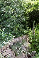 Un mur en pierre sèche avec une plantation de bois ombragée. Le jardin des dauphins de Brewin. RHS Chelsea Flower Show 2015.