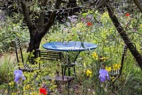 Table de café sous les oliviers Olea europeaus avec une plantation sauvage naturelle comprenant des plantes aromatiques borago, coquelicots et roses. Un jardin de parfumeur à Grasse garden, Chelsea Flower Show 2015