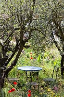 Table de café sous les oliviers Olea europeaus avec une plantation sauvage naturelle comprenant des plantes aromatiques borago, coquelicots et roses. Un jardin de parfumeur à Grasse garden, Chelsea Flower Show 2015