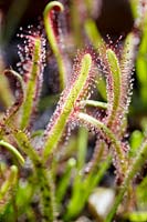 Dionaea muscipula, Piège à mouches Vénus