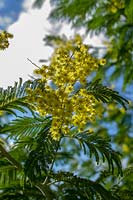 Acacia dealbata (Mimosa) en fleur contre un ciel bleu