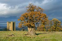 Chêne étêté (Quercus robur) à Stone, Gloucestershire avec folie crénelée en arrière-plan