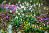 Colesbourne, Glos., Royaume-Uni. Fleurs au début du printemps, perce-neige, cyclamen et aconites d'hiver