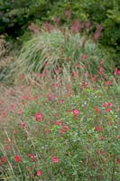 Plantes spéciales (jardin de Derry Watkin), Bath, Royaume-Uni. Fin de l'été, Salvia en dérives