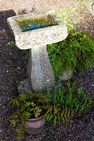Cothay Manor Garden (Somerset) au printemps (Robb) bain d'oiseaux en pierre et fougères, (PR disponible)