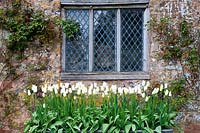 Cothay Manor Garden (Somerset) au printemps (Robb) Tulipes blanches sous une fenêtre en plomb, (PR disponible)