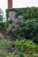 Derry Watkins Garden à plantes spéciales, Bath, UK Hydrangea aspera poussant sur le mur de la ferme