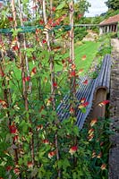 Derry Watkins Garden at Special Plants, Bath, Royaume-Uni. Ipomoea lobata et banc