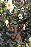 Derry Watkins Garden at Special Plants, Bath, UK, parterre de fleurs avec Dahlia 'Twynings After Eight'