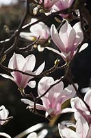 Magnolia x soulangeana au soleil du printemps