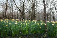Dérives de jonquilles (Narcisse) à Docton Mill, Devon, printemps