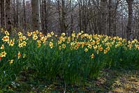 Dérives de jonquilles (Narcisse) à Docton Mill, Devon, printemps