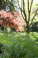 Au début de l'été dans la zone de fleurs sauvages à Bristol University Botanic Gardens