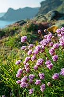 Armeria maritima ('Sea Pink' ou 'Thrift') poussant sur les falaises du sud du Devon