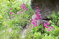 Ruisseau coulant à travers la plantation de style naturaliste avec Primula pulverulenta. Le jardin Laurent-Perrier Chatsworth. RHS Chelsea Flower Show 2015