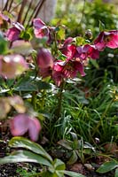 Helleborus x hybridus (Hellebores) dans le jardin de printemps