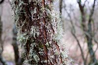 Lichen sur une cime des arbres dans les bois d'hiver