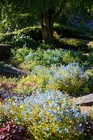 La Garden House, Devon, les parterres de fleurs 'ovales' avec Corydalis et Poppys en schéma de plantation bleu et jaune