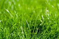 L'herbe verte dans la pelouse