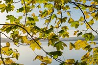 Feuillage d'érable de Norvège (Acer platanoides)