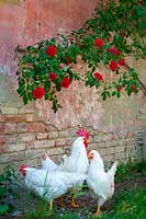 Poulets blancs et roses rouges, basse-cour, Italie