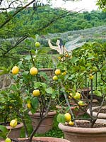Citronniers en pots dans le jardin, Toscane, Italie