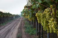 Vignoble de raisin blanc manger dans les Pouilles, Italie