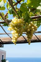 Raisins suspendus à une pergola à l'hôtel Signum, Salina, Italie