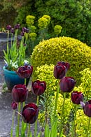 Tulipa 'Reine de la nuit' en pot