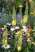 Hampton Court Flower Show 2014, le jardin «Espace pour se connecter et grandir», des. Jeni Cairns. Parterre d'été avec Eremurus stenophyllus, Agastache 'Blackadder', Achillea 'Terracotta'
