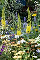 Hampton Court Flower Show 2014, le jardin «Espace pour se connecter et grandir», des. Jeni Cairns. Parterre d'été avec Eremurus stenophyllus, Agastache 'Blackadder', Achillea 'Terracotta'