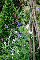 Pois de senteur grandissant cannes noisetier dans jardin d'été, à Hanham Court Gardens, Bristol
