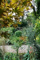 Le jardin de Jackie Healy près de Chepstow. Jardin au début de l'automne. Acer 'Bloodgood' et herbes dans un jardin boisé automnal