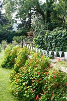 Le jardin de Jackie Healy près de Chepstow. Jardin au début de l'automne. Les capucines adoucissent les clôtures autour du petit potager