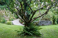 Le jardin de Jackie Healy près de Chepstow. Jardin au début de l'automne. Ancien pommier avec des fougères à la base