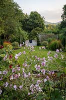 Le jardin de Jackie Healy près de Chepstow. Jardin au début de l'automne. Anemone x hupehensis en parterres d'automne mixtes