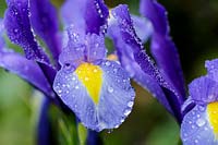 Dutch Iris flower couvert de gouttes de rosée