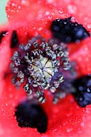 Papaver commutatum 'Ladybird' avec des gouttes de rosée