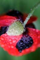 Papaver commutatum 'Ladybird' avec des gouttes de rosée