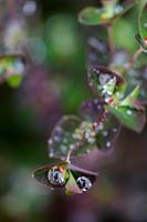 Feuillage d'Euphorbia avec des gouttes de rosée