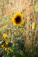 Salon des fleurs de Hampton Court, 2017. Le jardin du sanctuaire pérenne, des. Tom Massey. tournesol en plantation vivace sur le thème jaune et or