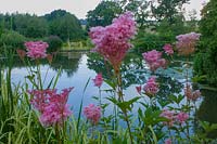Lady Farm, Somerset, Royaume-Uni. (Judy Pearce et Mary Payne) été, grand lac avec Filipendula rubra 'Venusta'