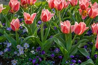 Tulipa 'Dreamboat' sous-plantée d'anémone 'Blue Shades'