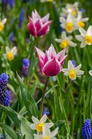 Bulbes de printemps mélangés, Tulipa clusiana, Muscari et Narcissus