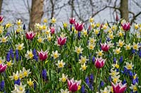 Bulbes de printemps mélangés, Tulipa clusiana, Muscari et Narcissus