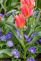 Tulipa 'Oriental Beauty' sous-plantée d'anémone 'Blue Shades'