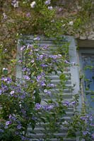 Isola Madre, Lac Majeur, Piémont (Piémont), Italie Solanum rantonnetii (Blue Potato Bush), de plus en plus à travers la fenêtre aux volets