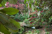 Jardin Lukesland, Devon, Royaume-Uni. printemps, petit pont en bois sur ruisseau entouré de Rhododendron arboreum ('Cornish Red')