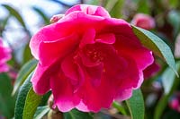 Camellia reticulata 'Captain Rawes'